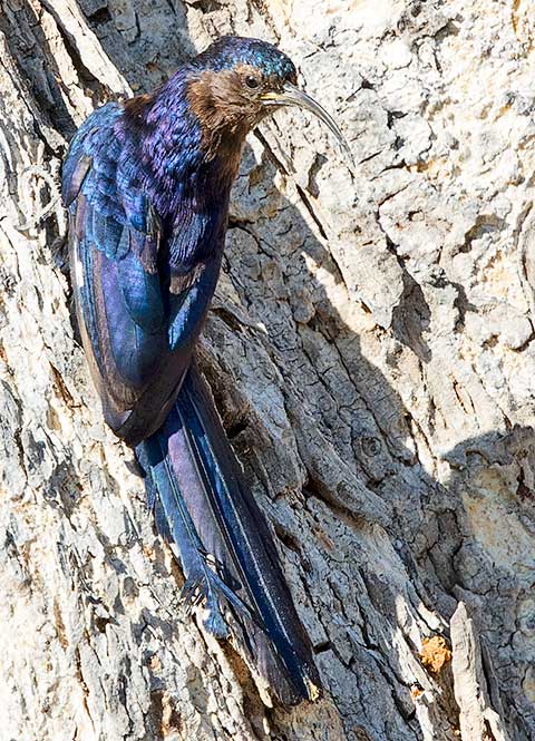 Common Scimitarbill